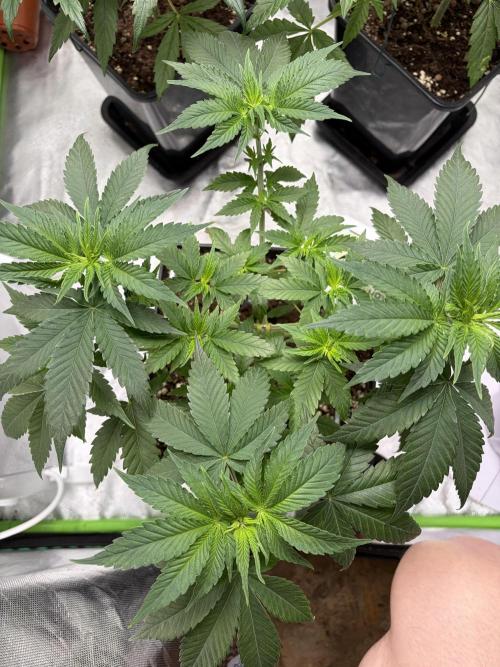 🌱Gorilla Sherbet F1 FV🌱 SS&MO. Week 4
