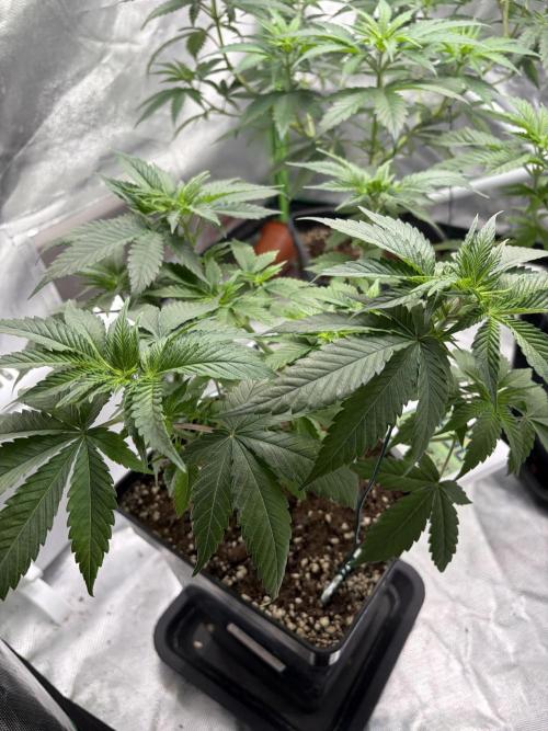 🌱Gorilla Sherbet F1 FV🌱 SS&MO. Week 4