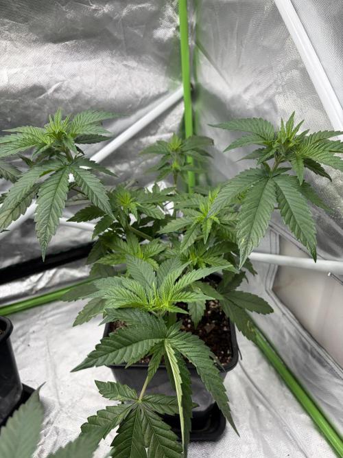 🌱Cream Caramel F1 FV🌱 SS&MO. Week 4