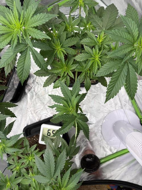 🌱Cream Caramel F1 FV🌱 SS&MO. Week 4