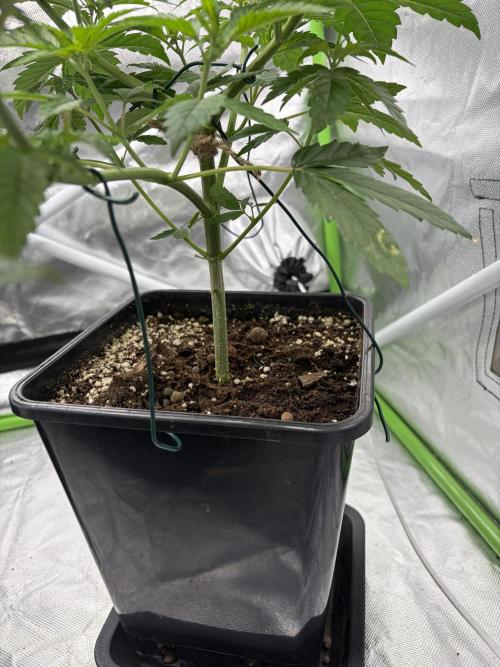 🌱Cream Caramel F1 FV🌱 SS&MO. Week 4