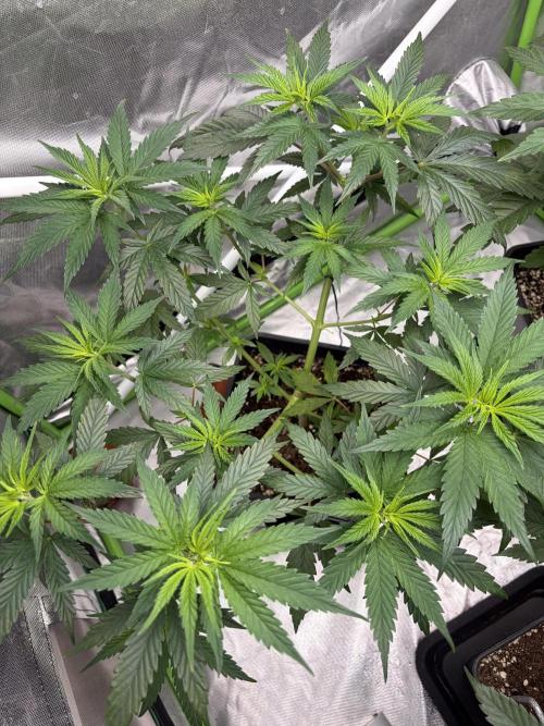 🌱StrawberryColaSherbet🌱 SS & M&O. Week 4