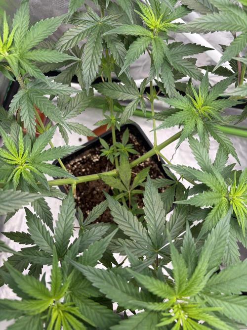 🌱StrawberryColaSherbet🌱 SS & M&O. Week 4
