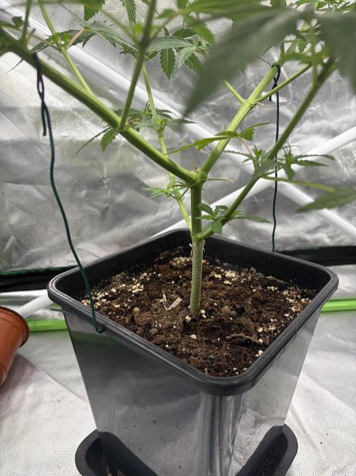 🌱StrawberryColaSherbet🌱 SS & M&O. Week 4