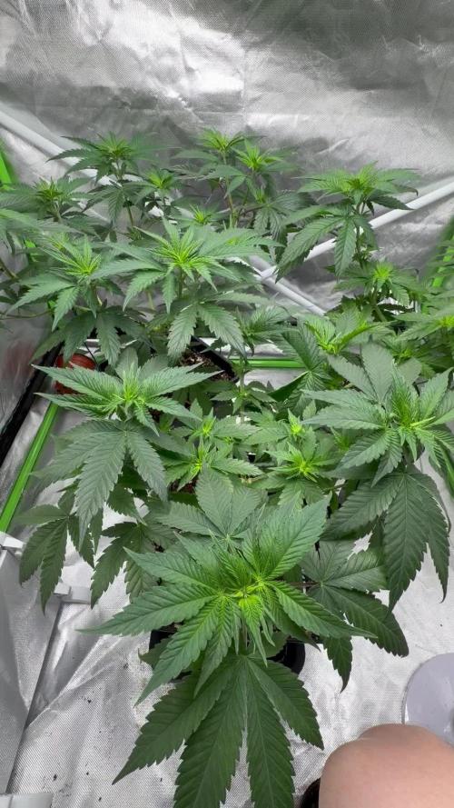 🌱Gorilla Sherbet F1 FV🌱 SS&MO