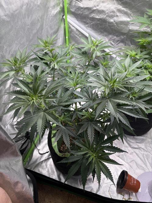 🌱StrawberryColaSherbet🌱 SS & M&O. Week 5