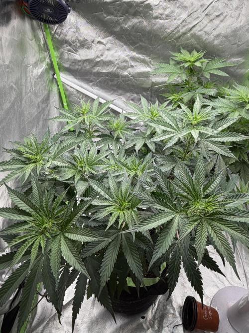 🌱StrawberryColaSherbet🌱 SS & M&O. Week 5