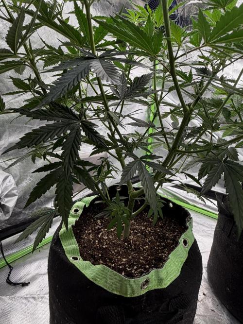 🌱StrawberryColaSherbet🌱 SS & M&O. Week 5