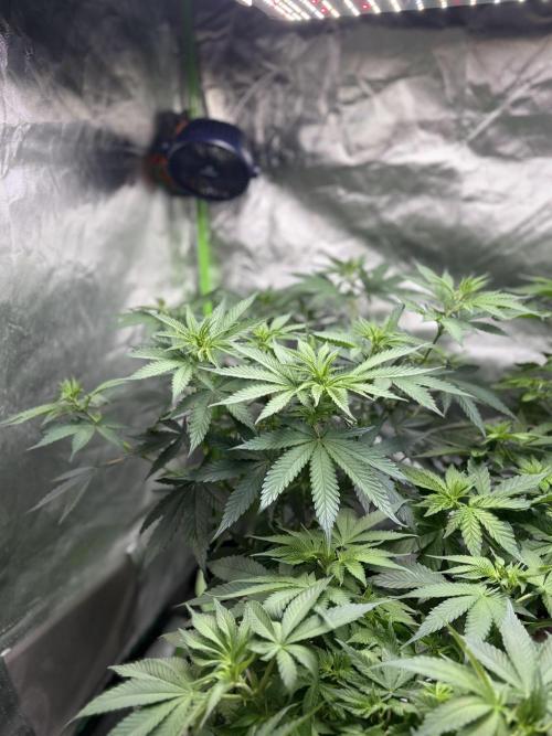 🌱StrawberryColaSherbet🌱 SS & M&O. Week 5