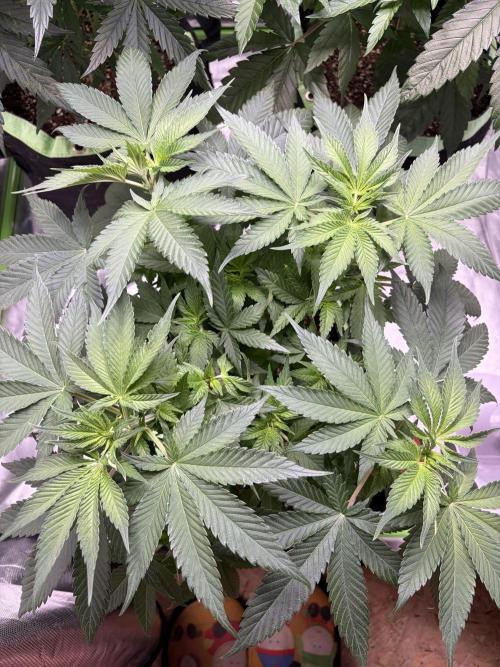 🌱Gorilla Sherbet F1 FV🌱 SS&MO. Week 5