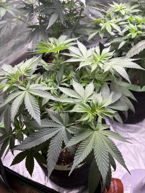 🌱Gorilla Sherbet F1 FV🌱 SS&MO. Week 5