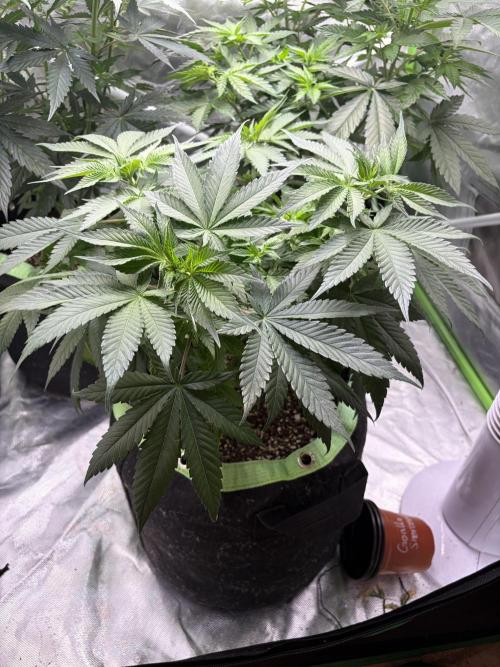 🌱Gorilla Sherbet F1 FV🌱 SS&MO. Week 5