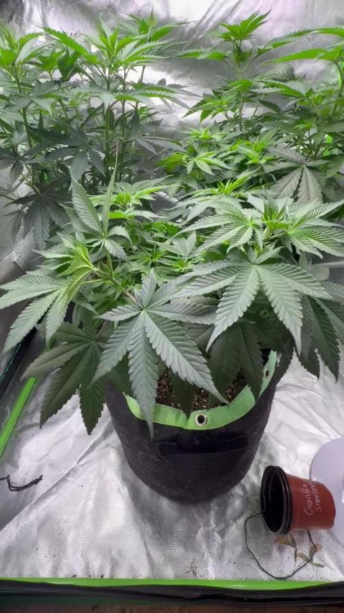 🌱Gorilla Sherbet F1 FV🌱 SS&MO