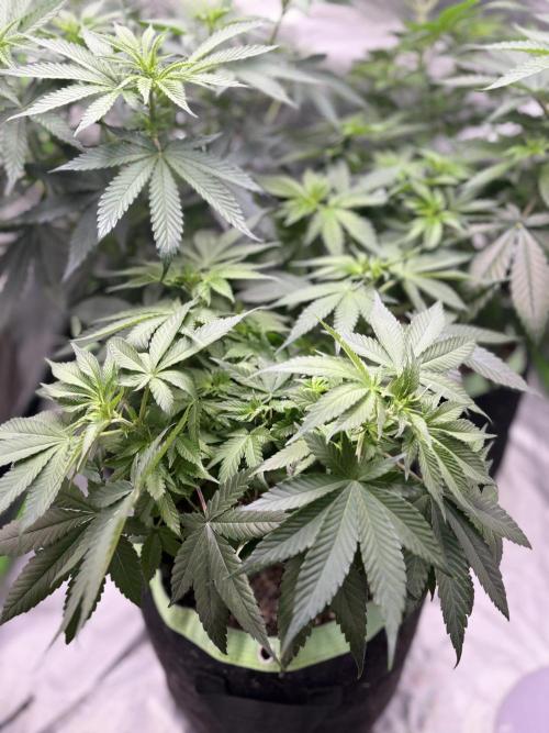 🌱Gorilla Sherbet F1 FV🌱 SS&MO. Week 5