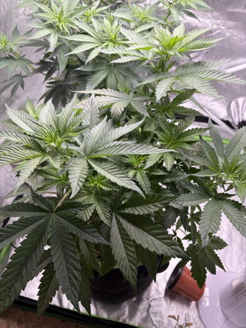 🌱Cream Caramel F1 FV🌱 SS&MO. Week 5