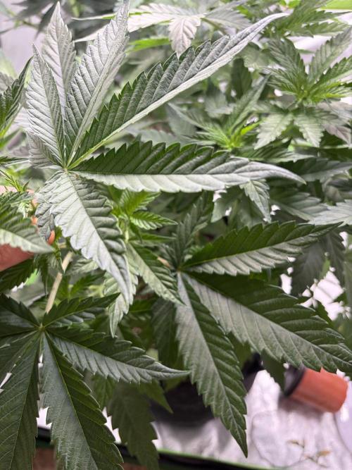 🌱Cream Caramel F1 FV🌱 SS&MO. Week 5