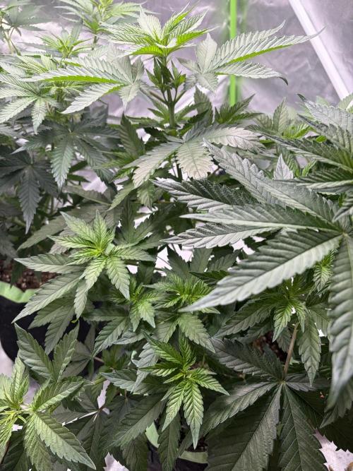 🌱Cream Caramel F1 FV🌱 SS&MO. Week 5