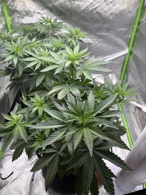 🌱Cream Caramel F1 FV🌱 SS&MO. Week 5