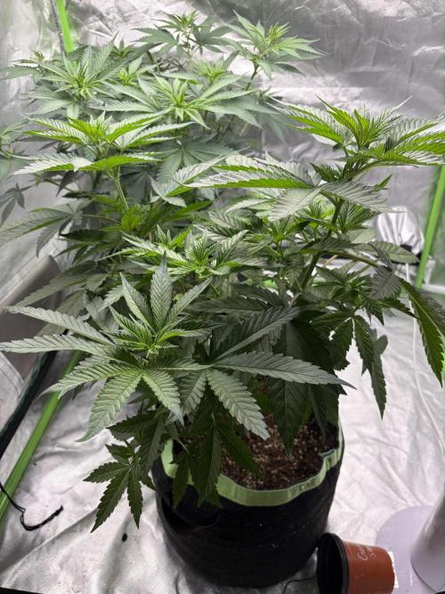 🌱Cream Caramel F1 FV🌱 SS&MO. Week 5