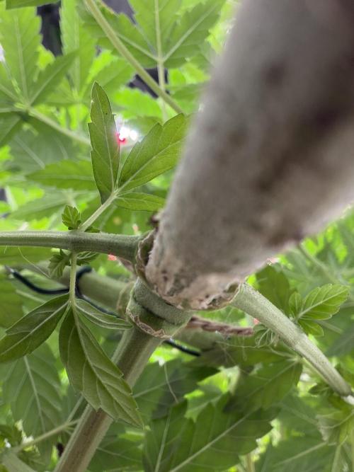🌱Cream Caramel F1 FV🌱 SS&MO. Week 5