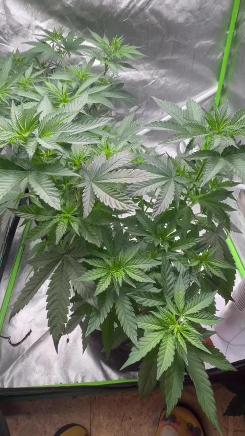 🌱Cream Caramel F1 FV🌱 SS&MO