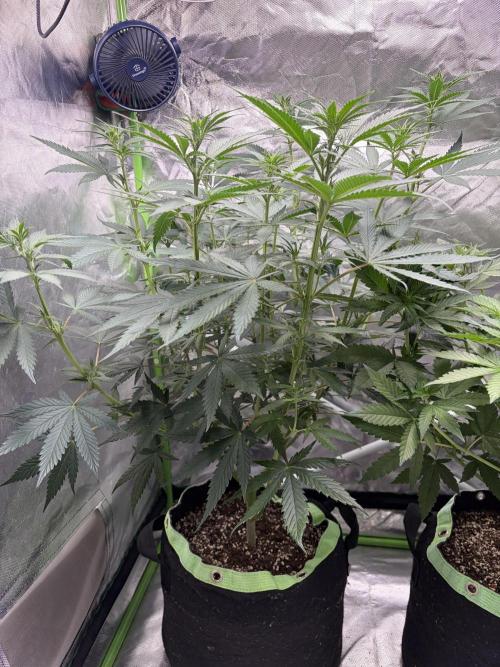 🌱StrawberryColaSherbet🌱 SS & M&O. Week 6