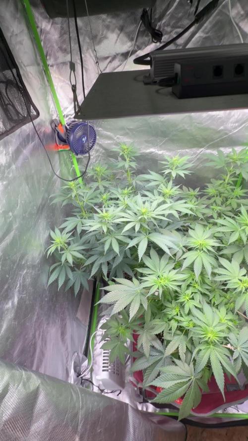 🦍🌱Gorilla Sherbet F1 FV🌱 SS&MO