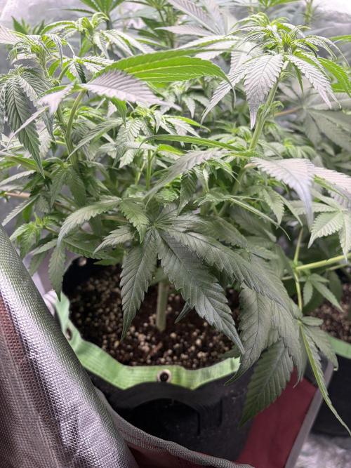 🌱Gorilla Sherbet F1 FV🌱 SS&MO. Week 6