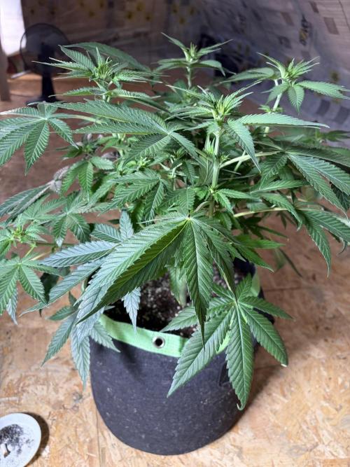 🌱Gorilla Sherbet F1 FV🌱 SS&MO. Week 6