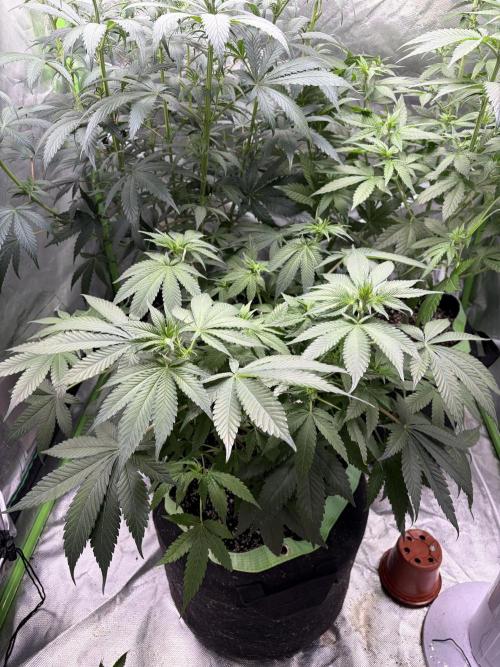 🌱Gorilla Sherbet F1 FV🌱 SS&MO. Week 6