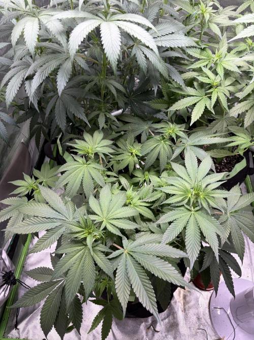 🌱Gorilla Sherbet F1 FV🌱 SS&MO. Week 6