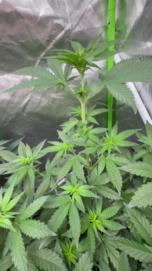 🌱Cream Caramel F1 FV🌱 SS&MO