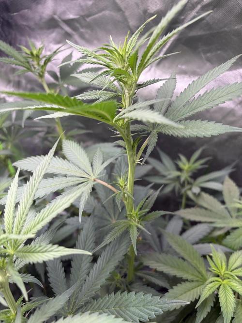 🌱Cream Caramel F1 FV🌱 SS&MO. Week 6