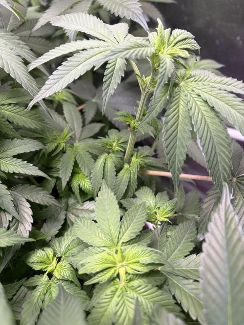🌱Cream Caramel F1 FV🌱 SS&MO. Week 6