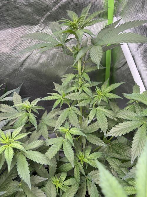 🌱Cream Caramel F1 FV🌱 SS&MO. Week 6