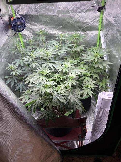 🌱Cream Caramel F1 FV🌱 SS&MO. Week 6