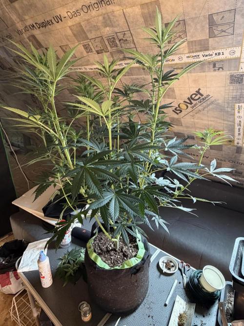 🌱StrawberryColaSherbet🌱 SS & M&O. Week 6