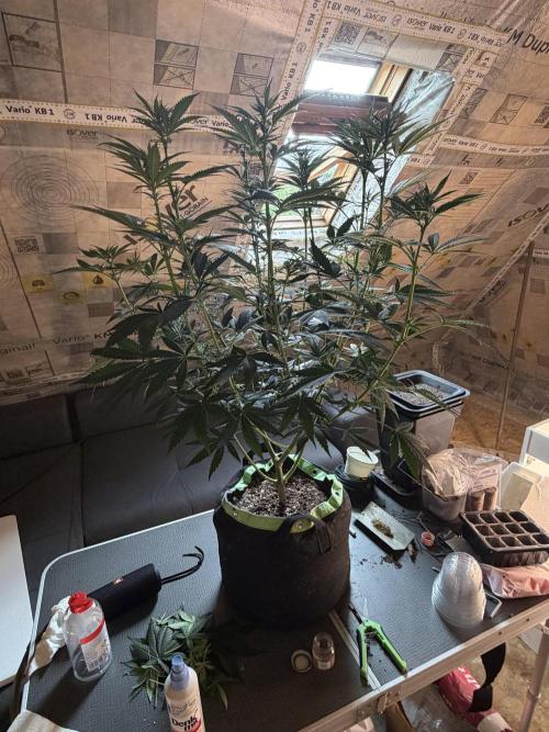 🌱StrawberryColaSherbet🌱 SS & M&O. Week 6