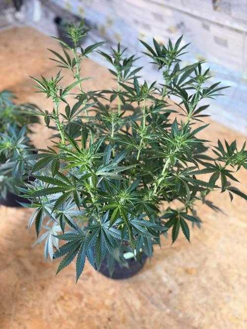 🌱StrawberryColaSherbet🌱 SS & M&O. Week 6