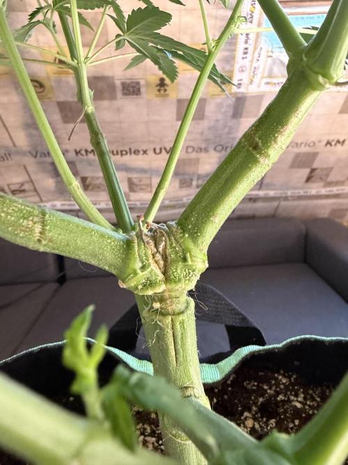 🌱Cream Caramel F1 FV🌱 SS&MO. Week 6