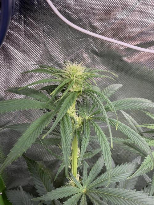 🌱StrawberryColaSherbet🌱 SS & M&O. Week 7