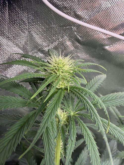 🌱StrawberryColaSherbet🌱 SS & M&O. Week 7