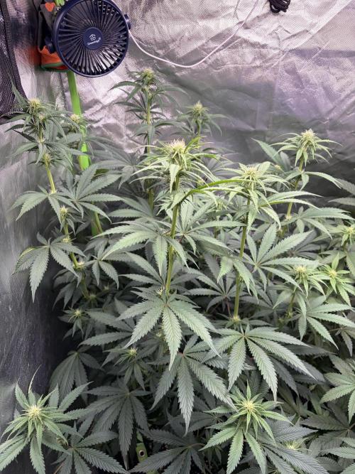 🌱StrawberryColaSherbet🌱 SS & M&O. Week 7