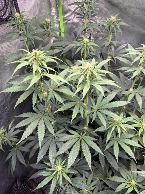 SweetFarmer. Week 7