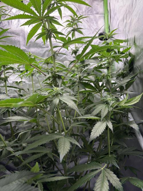 🌱Cream Caramel F1 FV🌱 SS&MO. Week 7