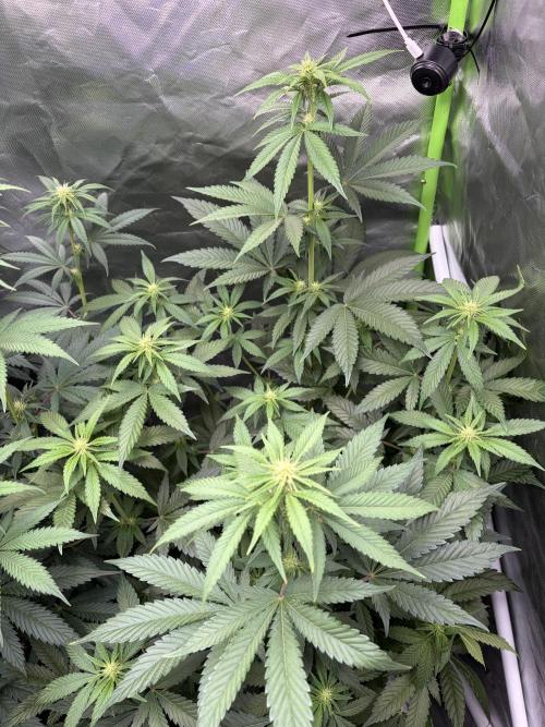 🌱Cream Caramel F1 FV🌱 SS&MO. Week 7
