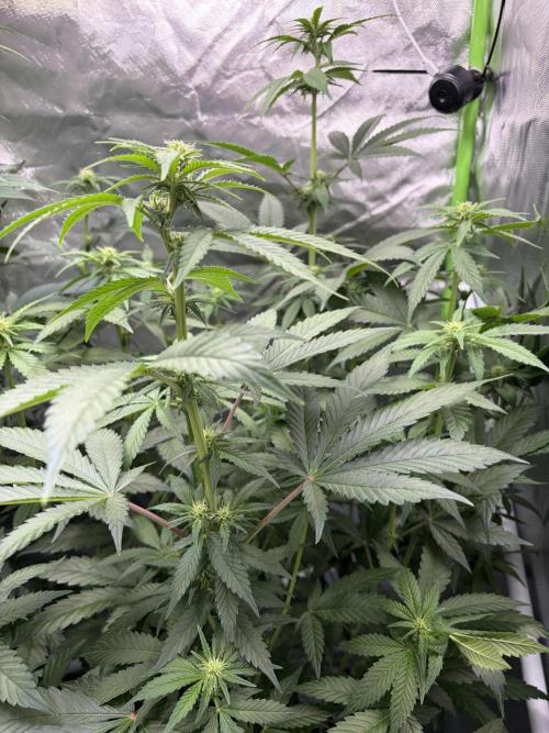 🌱Cream Caramel F1 FV🌱 SS&MO. Week 7