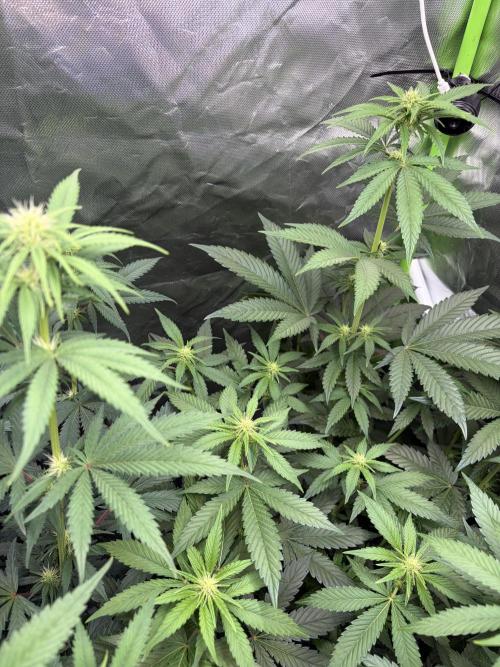🌱Cream Caramel F1 FV🌱 SS&MO. Week 7