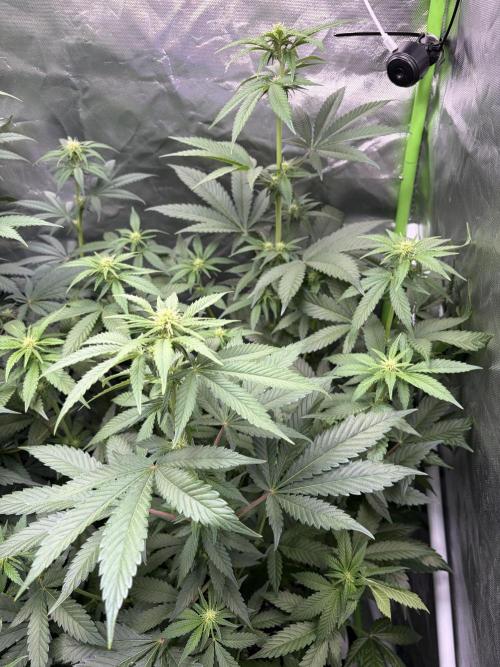 🌱Cream Caramel F1 FV🌱 SS&MO. Week 7