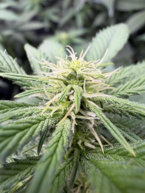 🌱Cream Caramel F1 FV🌱 SS&MO. Week 7